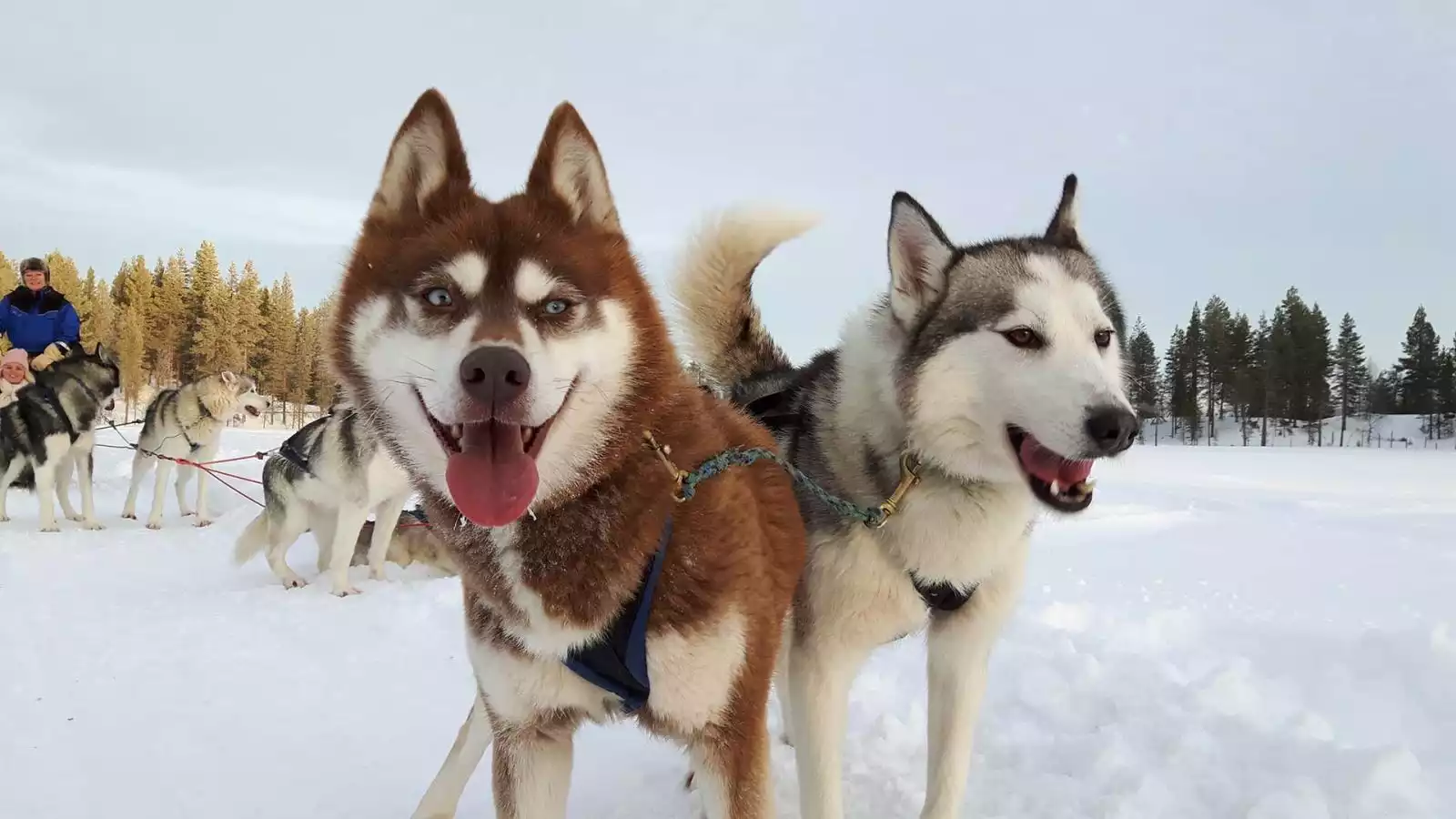 Huskysafari