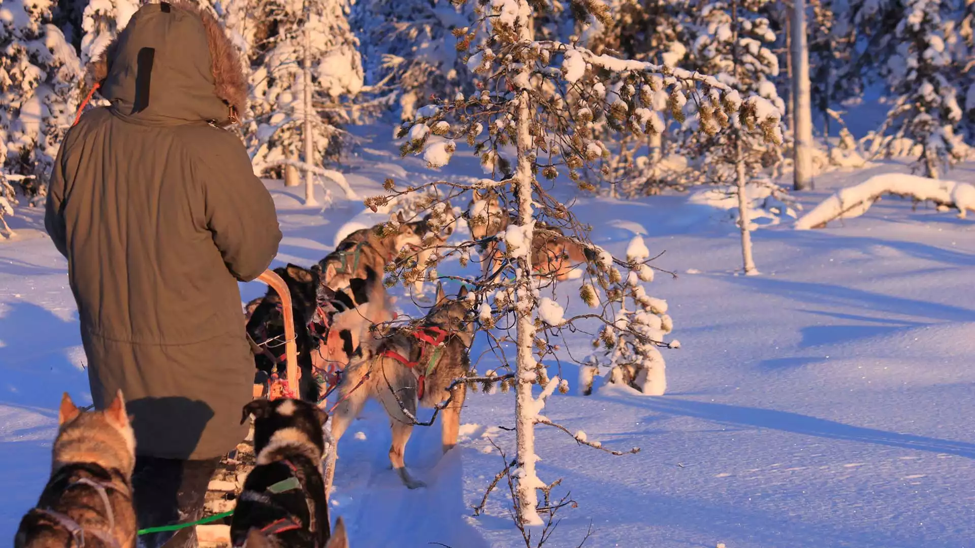 Avontuurlijke tocht met de husky's