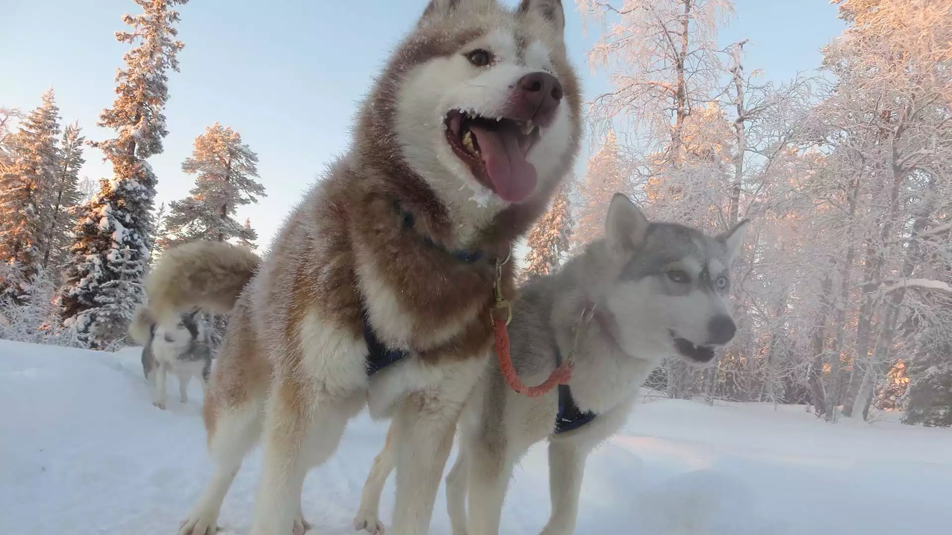 Laatste dag in Winterwonderland® en wildernis diner