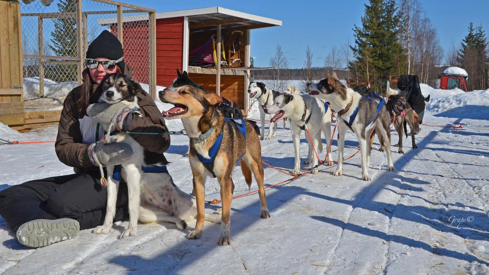 Huskytocht en overnachting in de wildernis