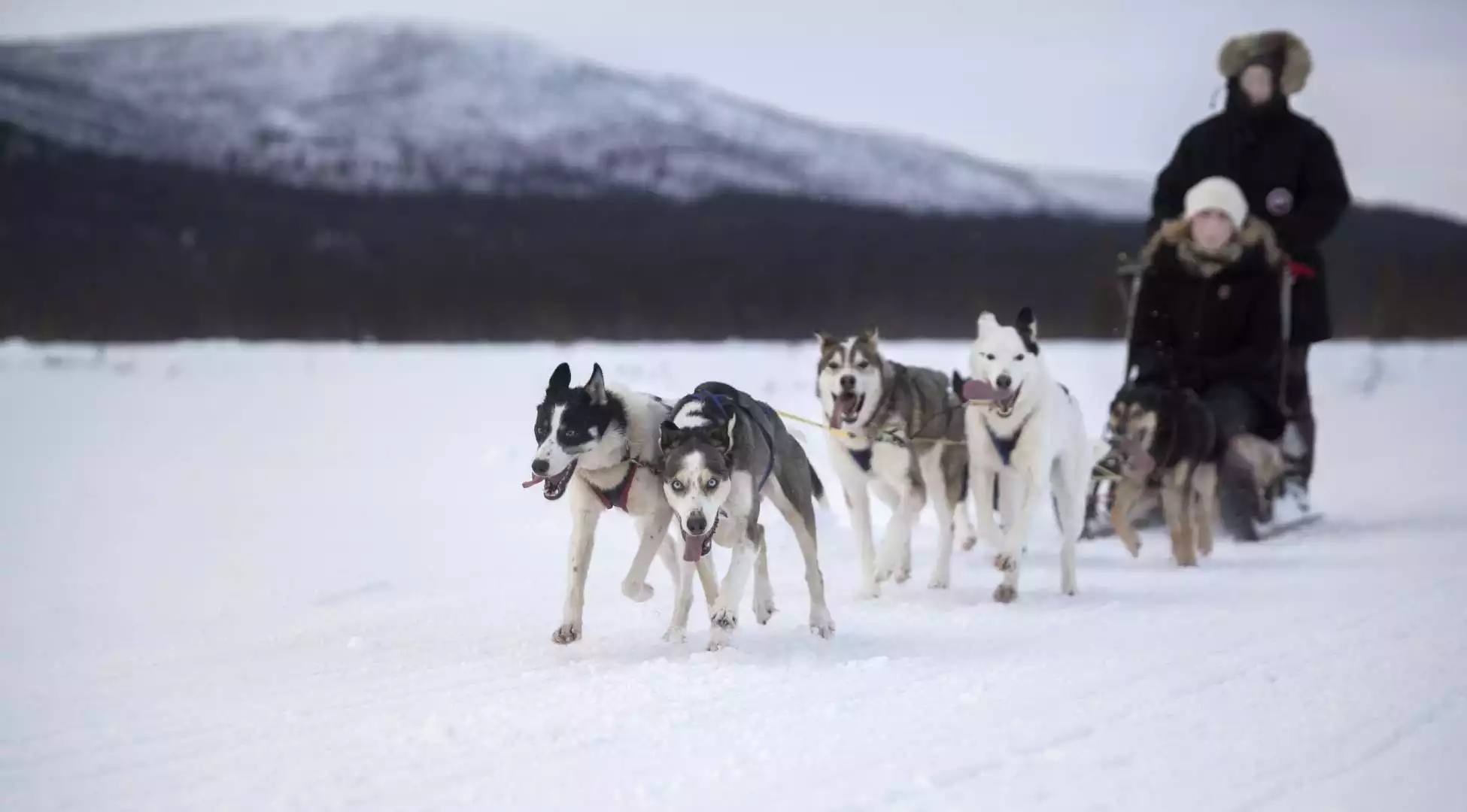 Huskysafari en noorderlicht met rendierslee