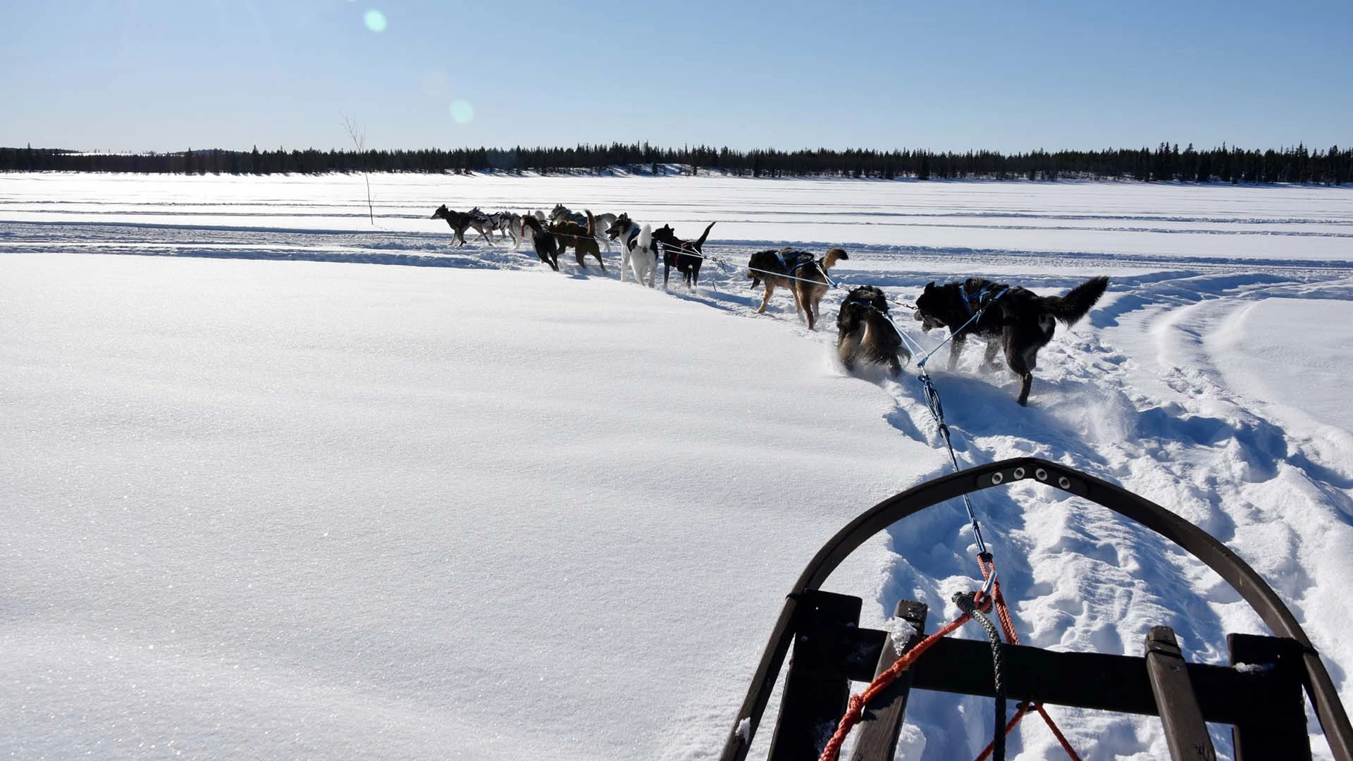 Huskysafari