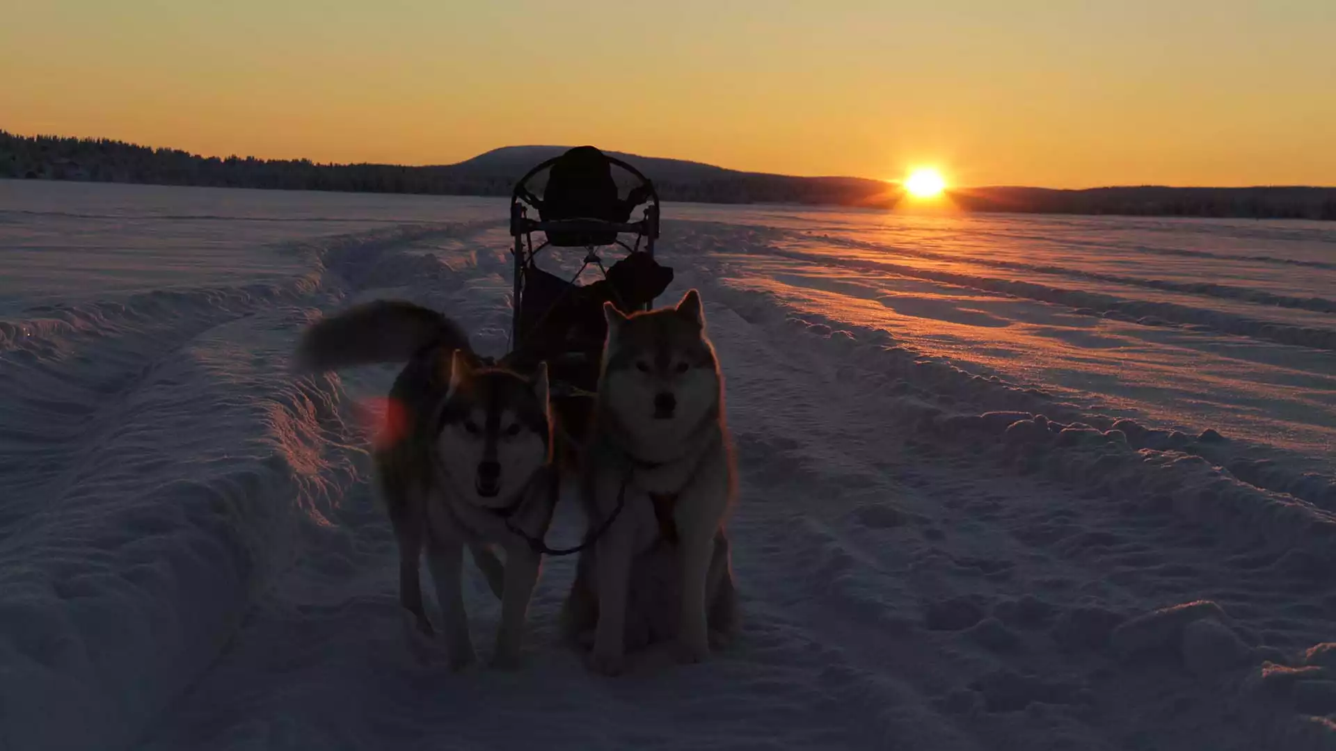 Huskytocht en wildernisovernachting