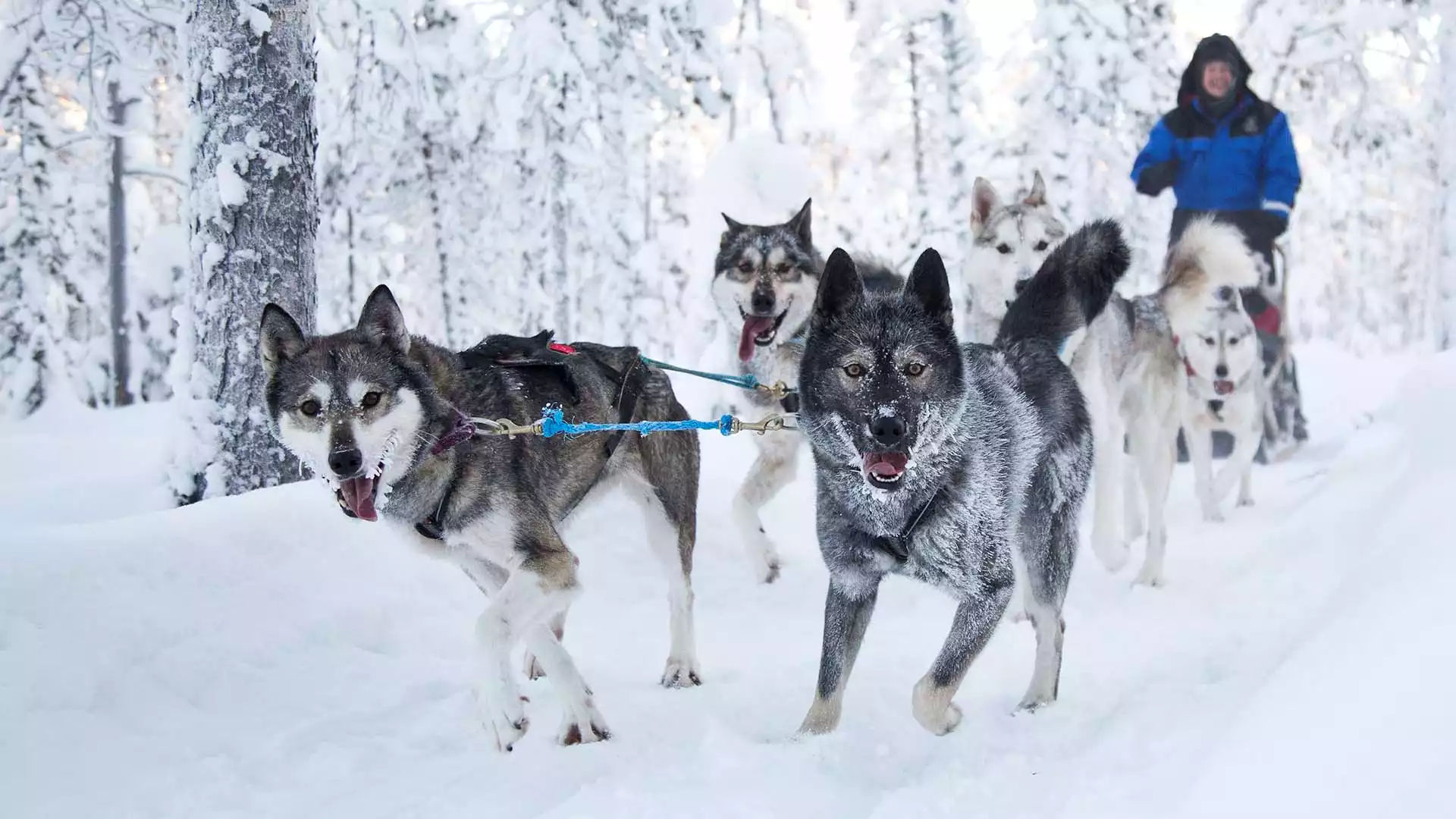 Op pad met de husky's