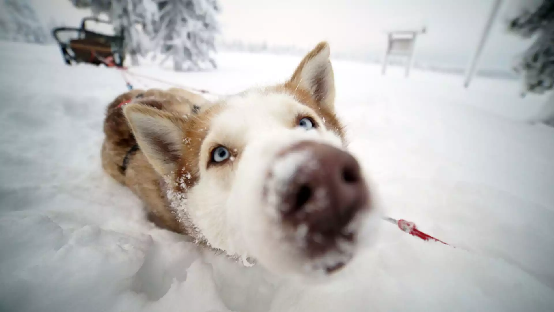 Onvergetelijke eerste dag met husky's