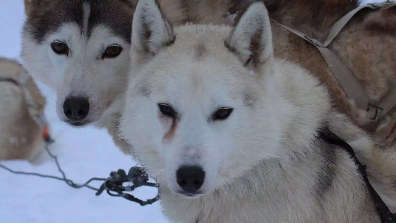 De eerste dag als huskymusher!