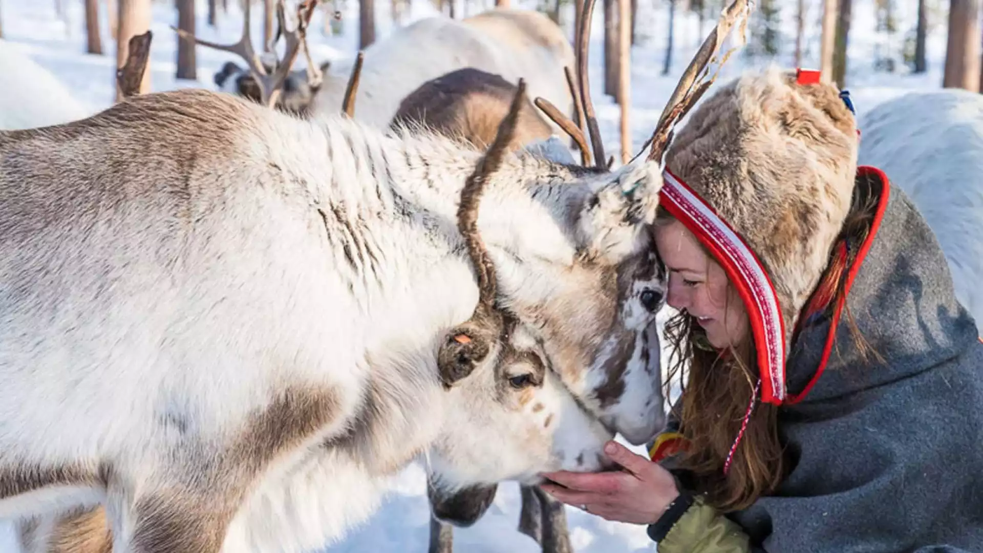 Op bezoek bij de sami en hun rendieren