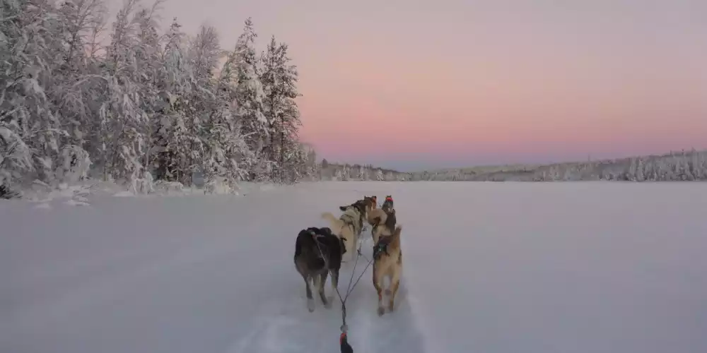 Halve dag husky safari