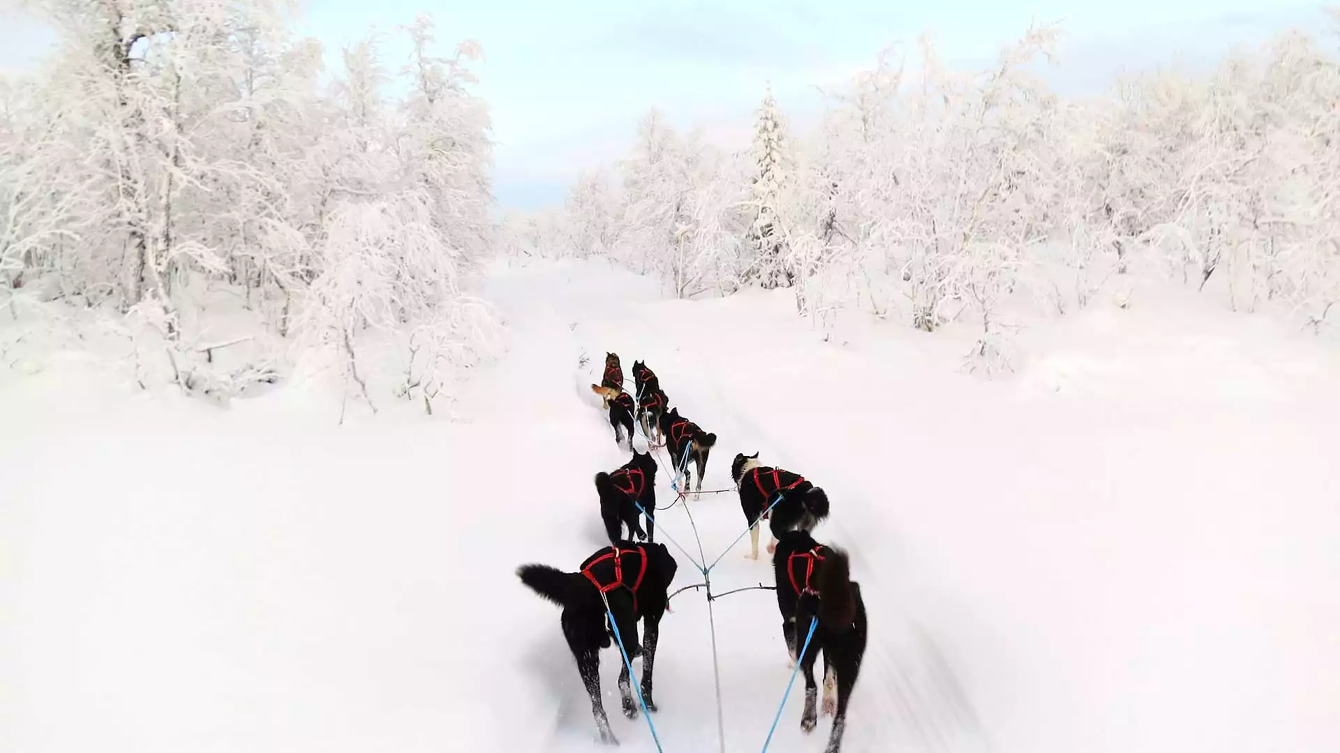 Ontmoeting met de husky's