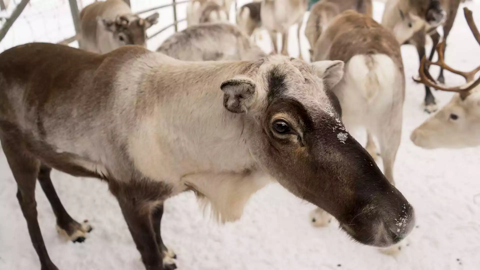 Bezoek aan een Sami familie en hun rendieren