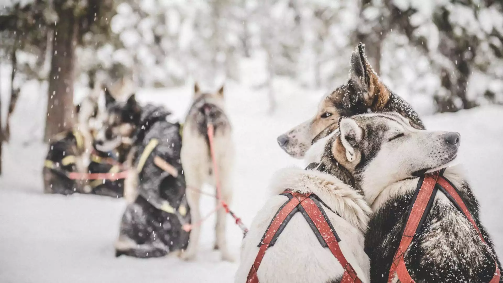 Husky avontuur