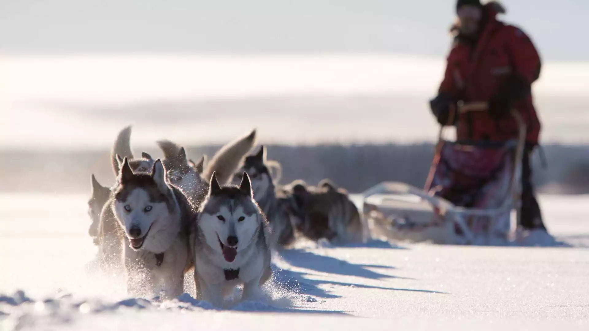 Op pad met de husky's