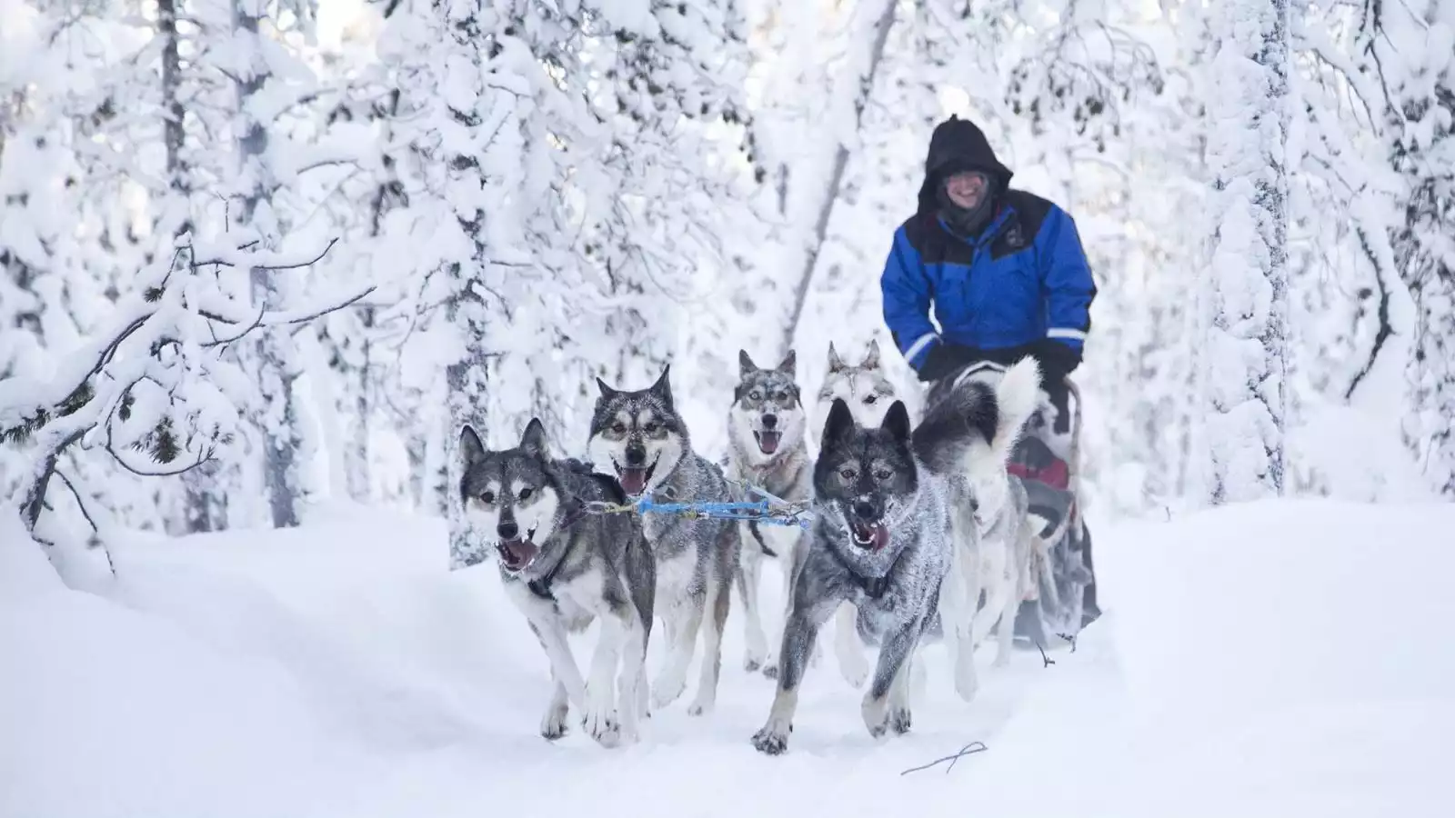 Op huskysafari