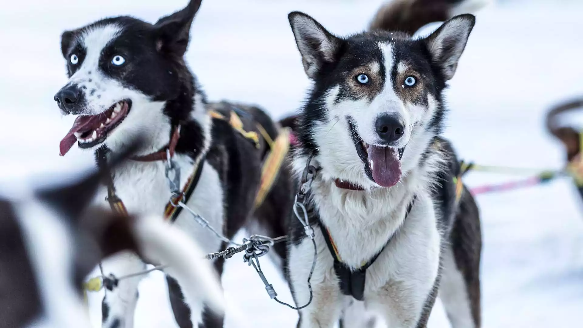 Tot ziens, Lapland