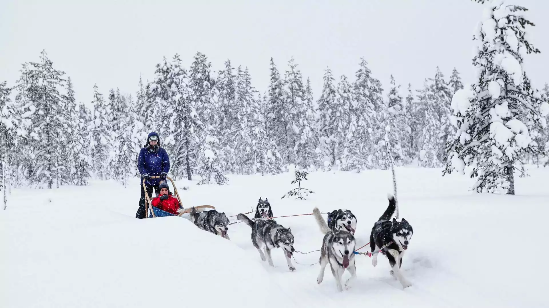 Een avontuurlijke ochtend; husky’s ontmoeten en op safari