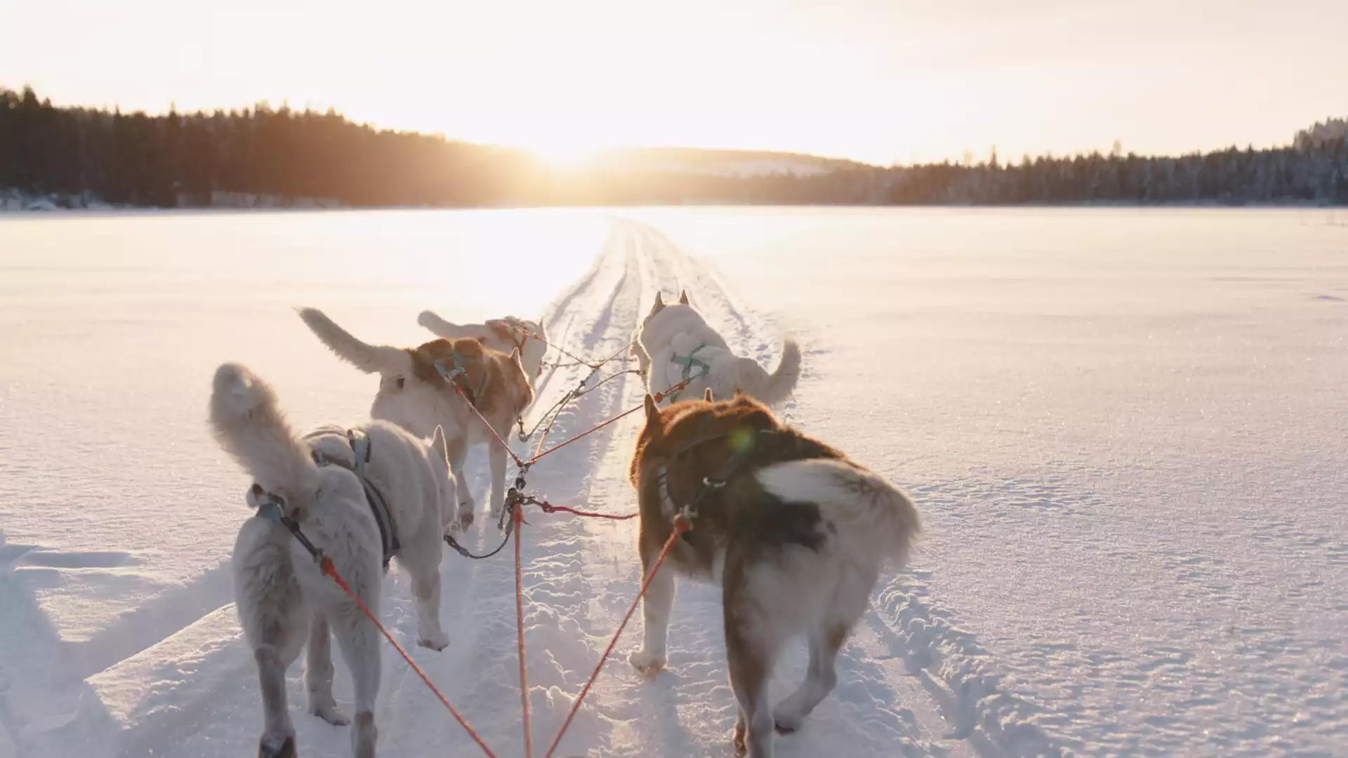 Met de husky’s door de bossen