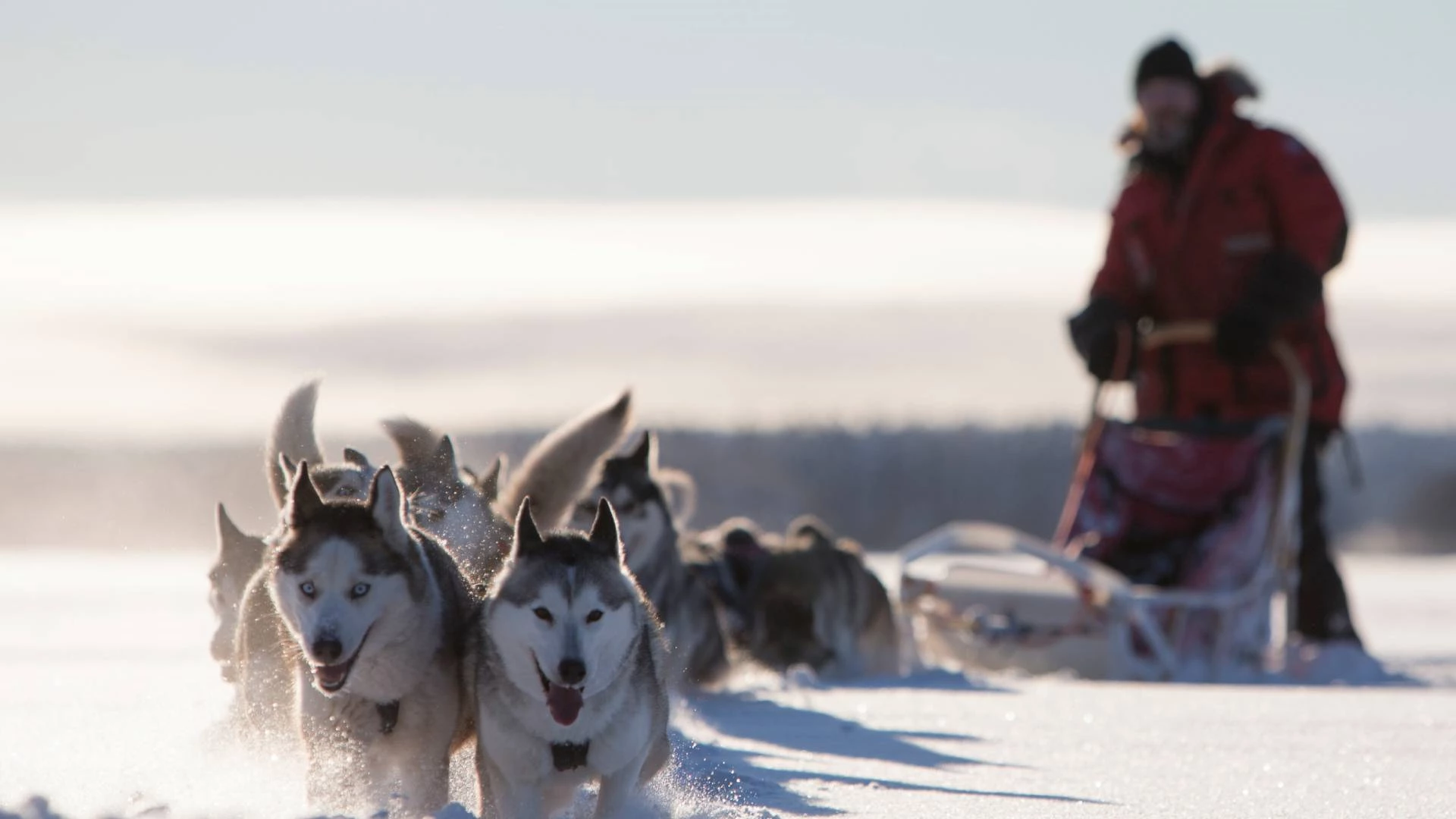 Prachtige huskysafari en vrije middag