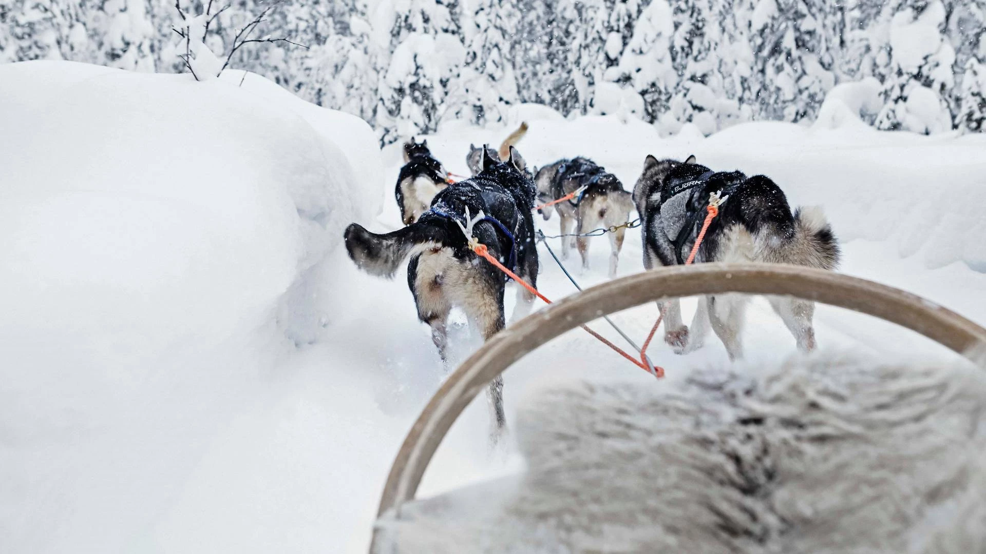 Ontmoet de enthousiaste husky’s
