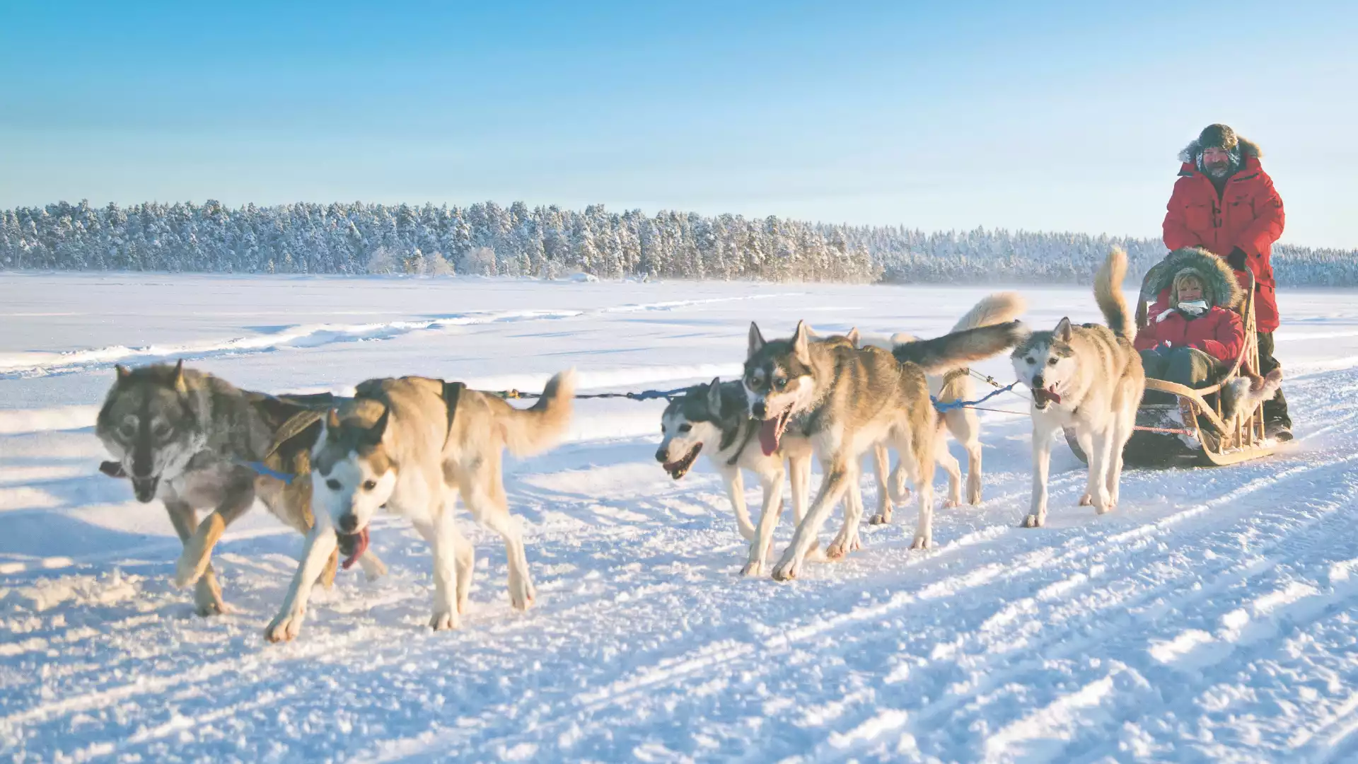 Huskysafari