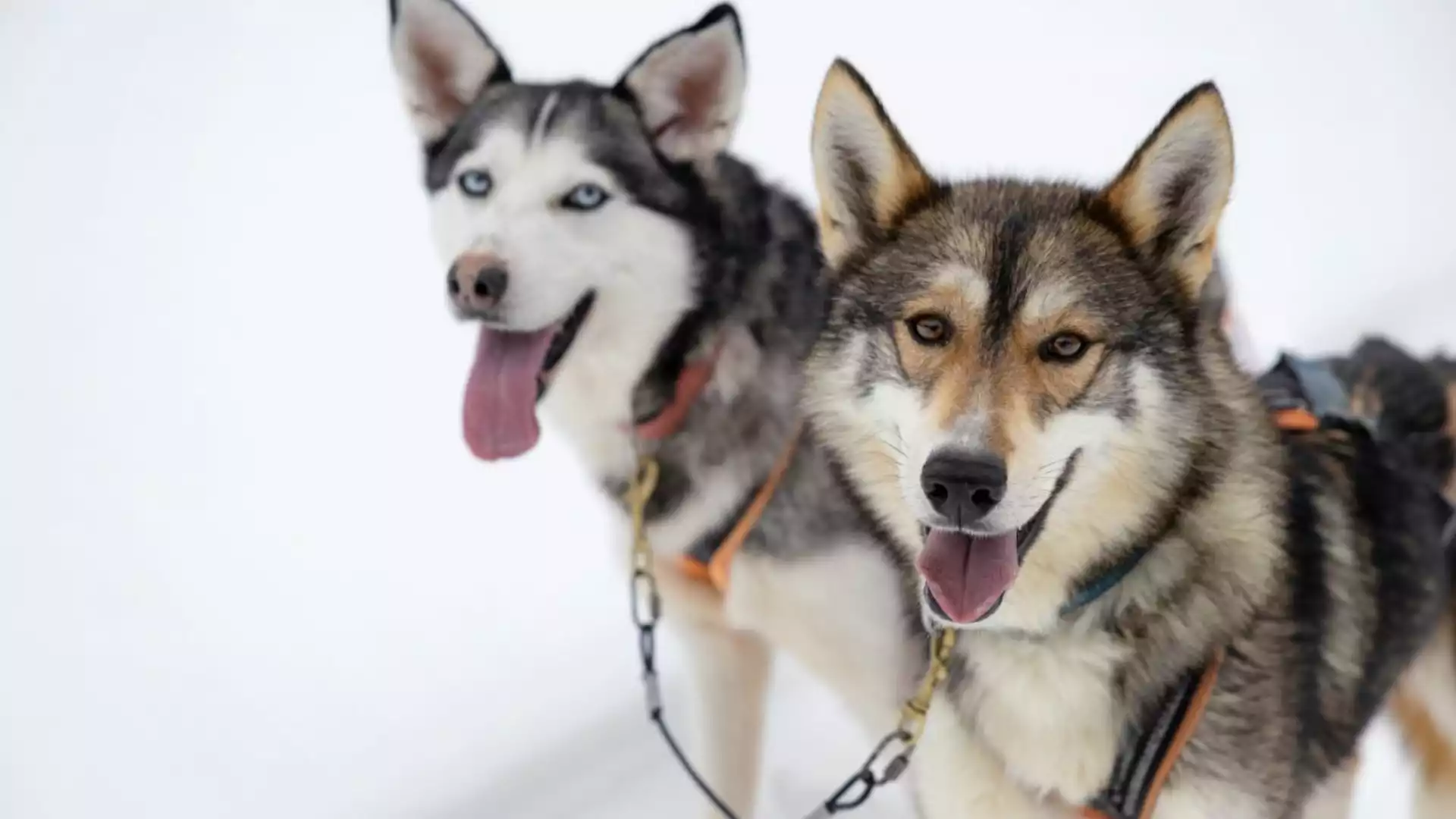 Ontmoet de husky’s