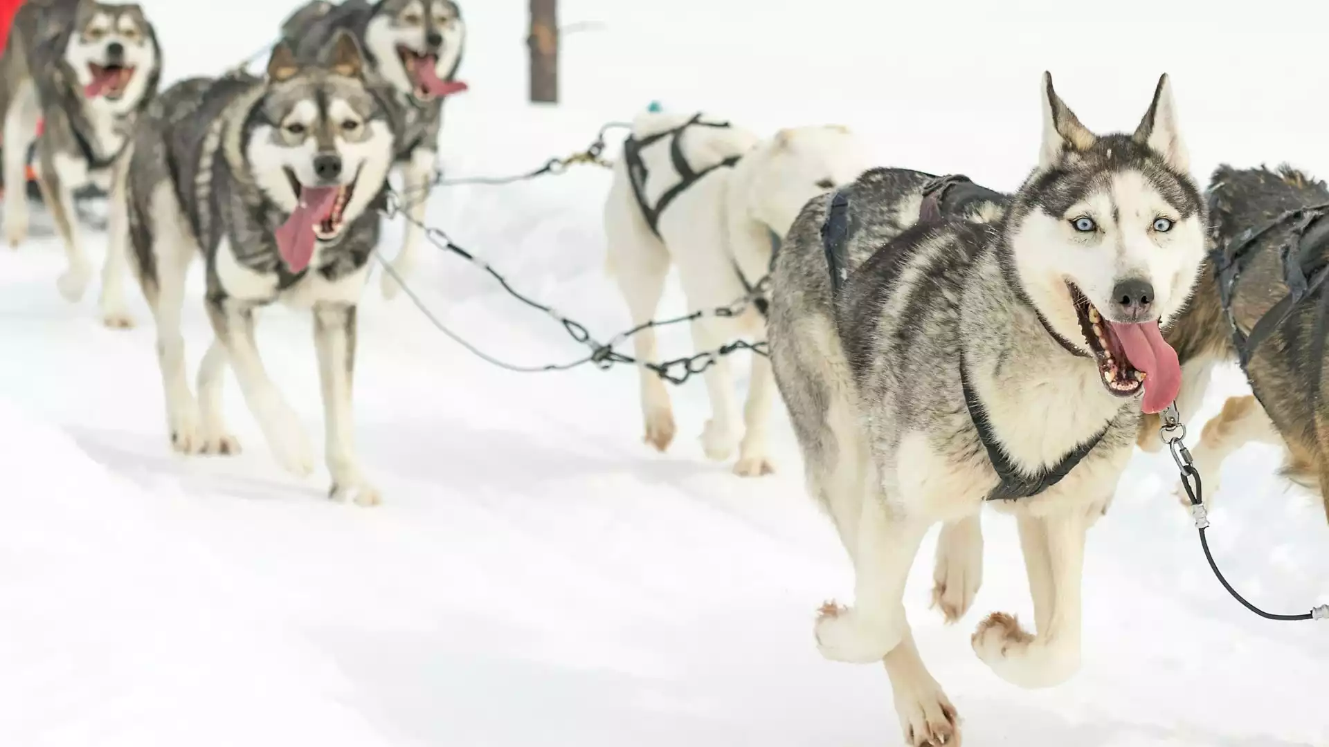 De wildernis in met de huskies