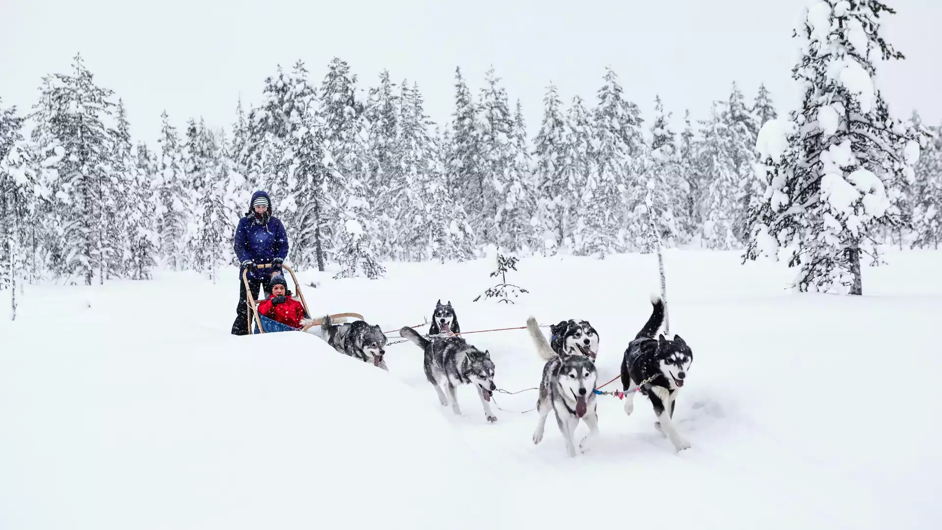 Met de husky's door de wildernis 