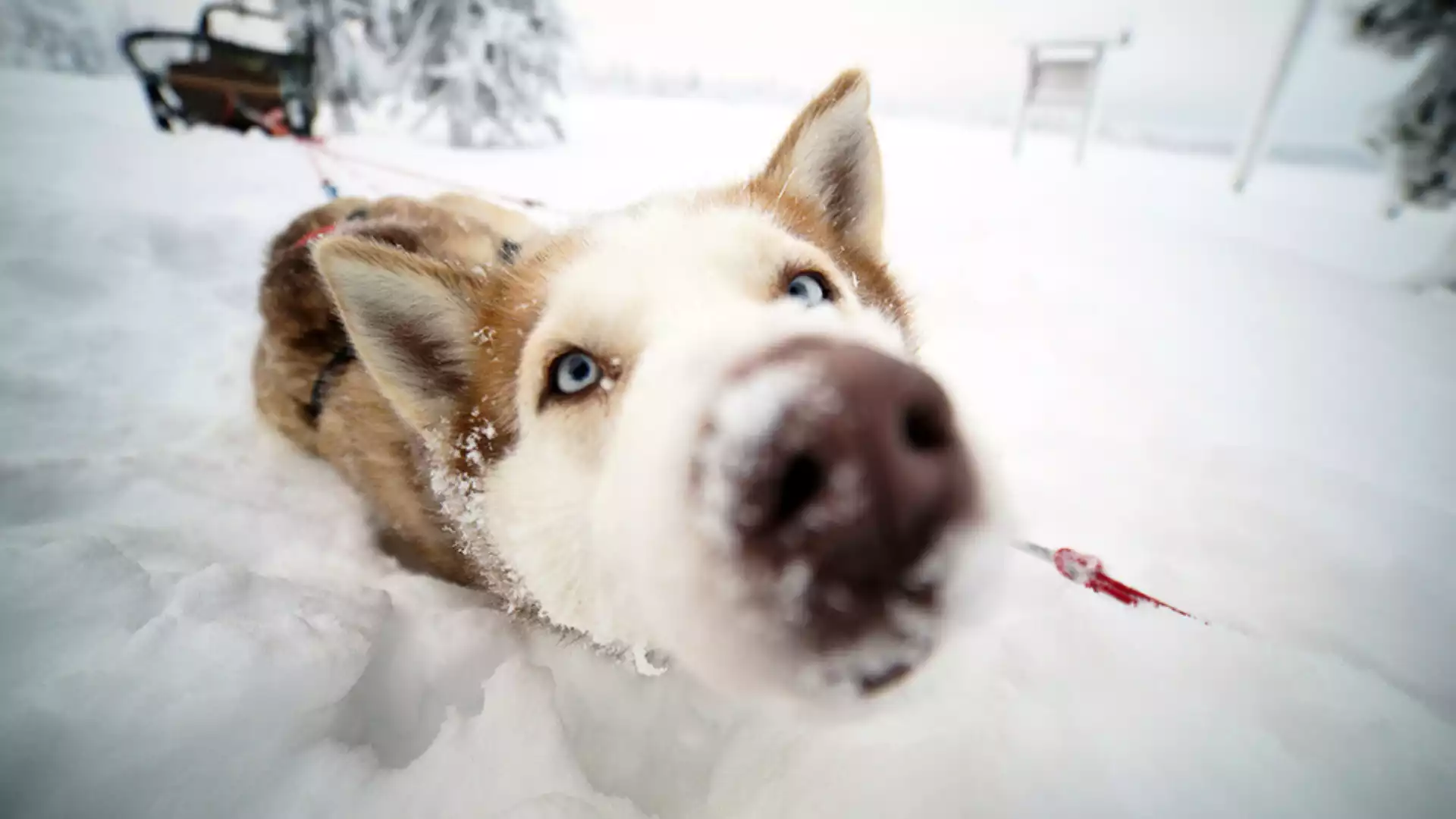 Op avontuur met de husky’s