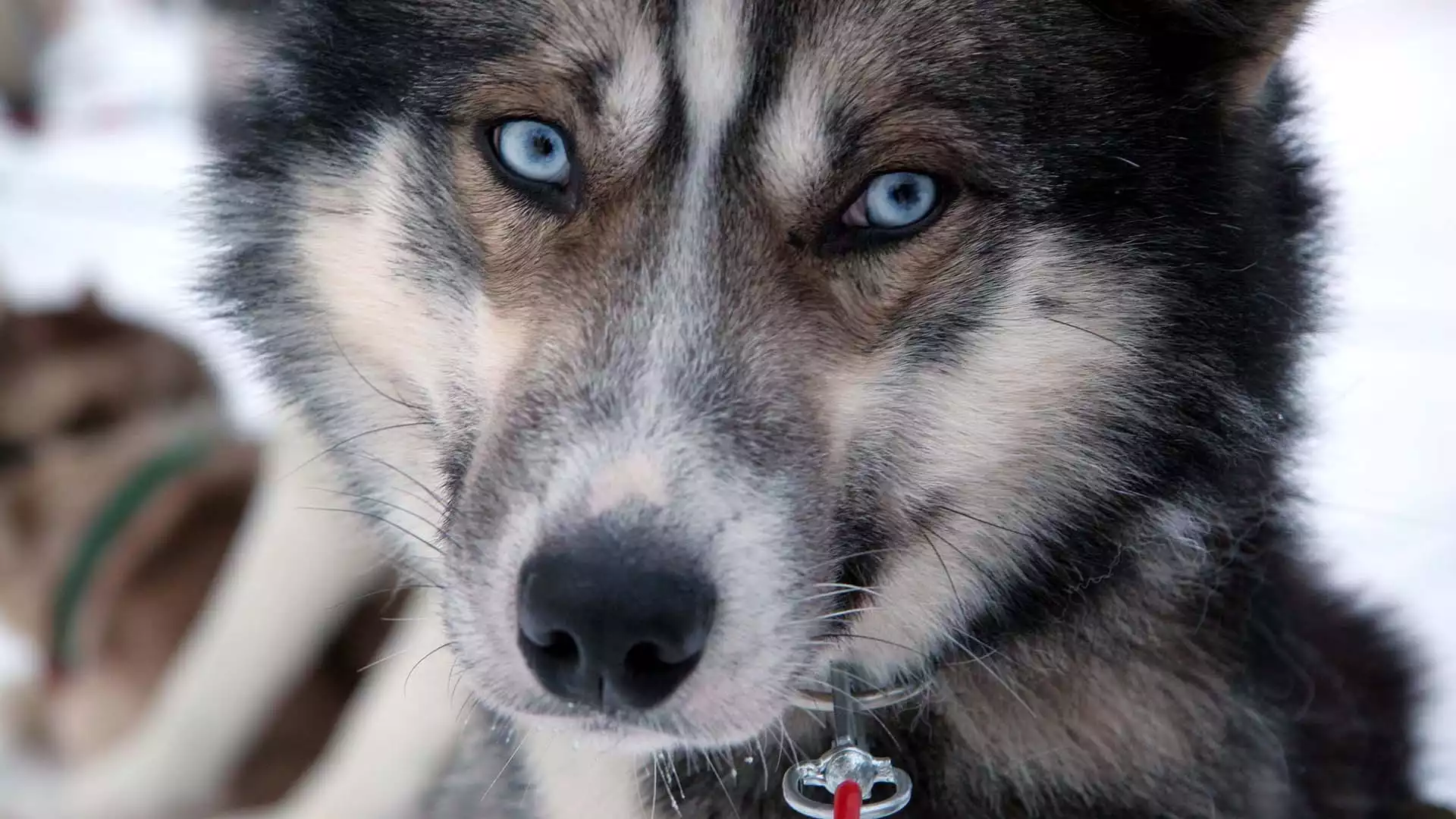 Voel je een echte musher