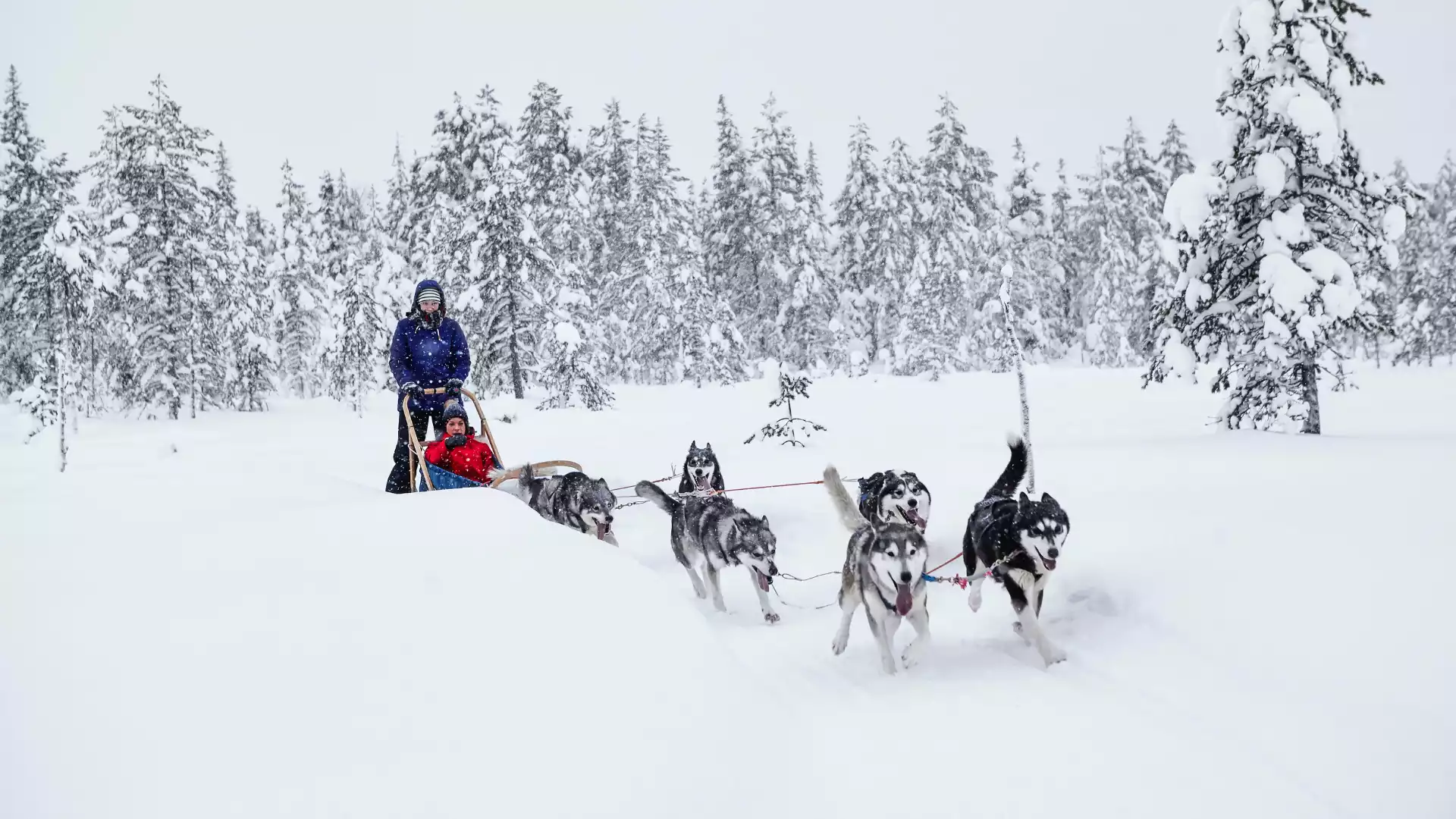 Op pad met de husky’s