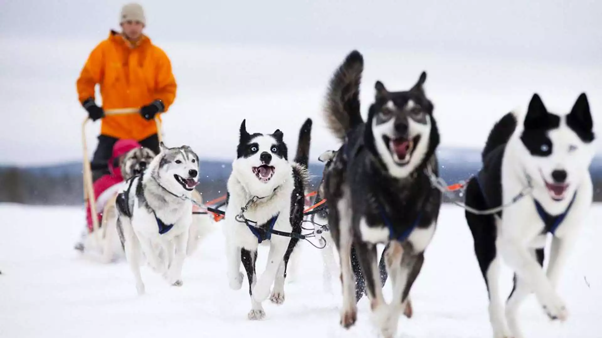 Avontuurlijke huskysafari