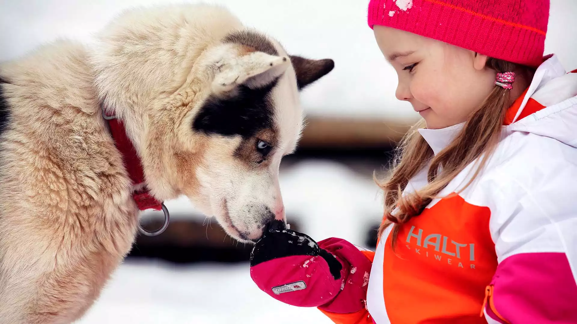 Avontuurlijke huskysafari