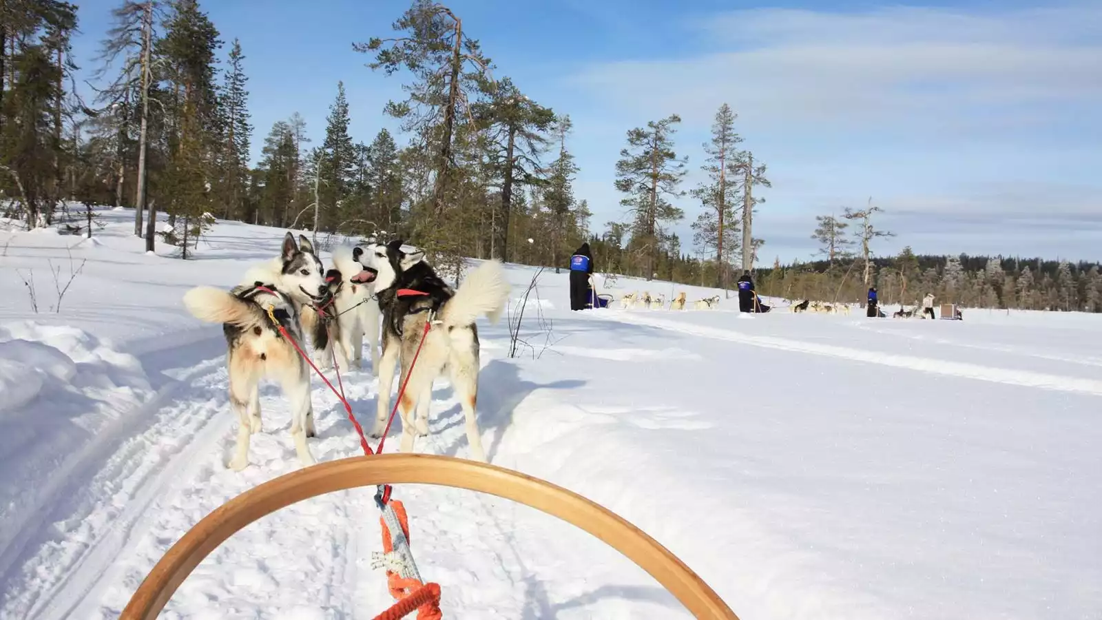 Avontuurlijke huskysafari