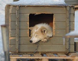 akaslompolo-husky-boerderij
