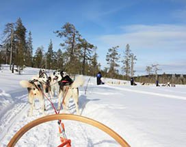 ranua-huskysafari-lang