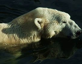 ranua-zoo-maanlicht