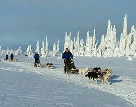 luosto-spannende-tochten-sneeuwscooter-husky