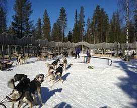 luosto-2-daagse-huskysafari