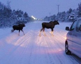 kiruna-elanden-spotten-minibus