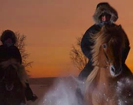 jukkasjarvi-noorderlichtavontuur-paard