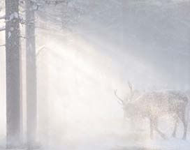 akaslompolo-sporen-sami-sneeuwschoenavontuur