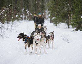 huskysafari-upgrade-arctic-circle