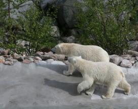 ranua-zoo-arctic-circle