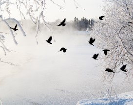 wildernis-fotografie-arctic-circle