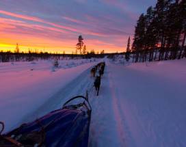 lycksele-excursie-blueberry-husky