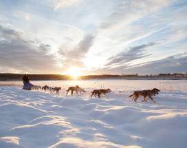 lycksele-excursie-mushroomhuskysafari