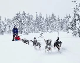 husky-safari-5-km-exursie-saariselka