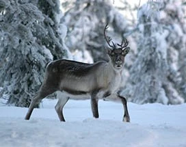 rovaniemi-rendiersafari-kerstman