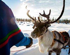 bjorkliden-sami-rendier-experience