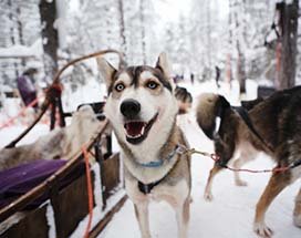 levi-husky-dagsafari-lapland