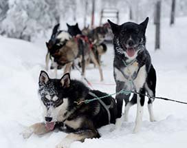 abisko-zweeds-lapland-huskyslee